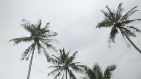 vista de palmeras de coco contra el cielo cerca de la playa en la isla tropical