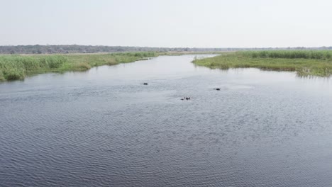 Hippos-floating-in-Namibian-Cuando-River,-aerial-view-of-hippopotamus