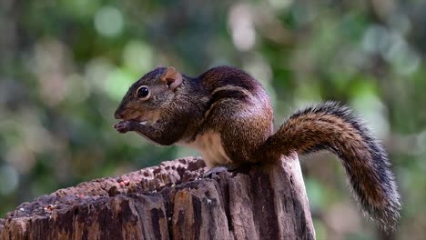 the indochinese ground squirrel is commonly found in thailand just about anywhere it can thrive