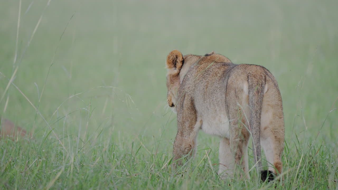 Young Lion in the African Savanna
