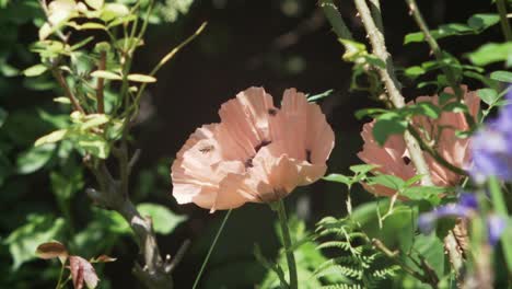 two bees enter beautiful pale pink poppy flower from the air in slow motion