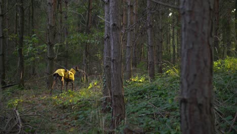 close up slow-mo shot of spanish greyhound galgo standing in forest