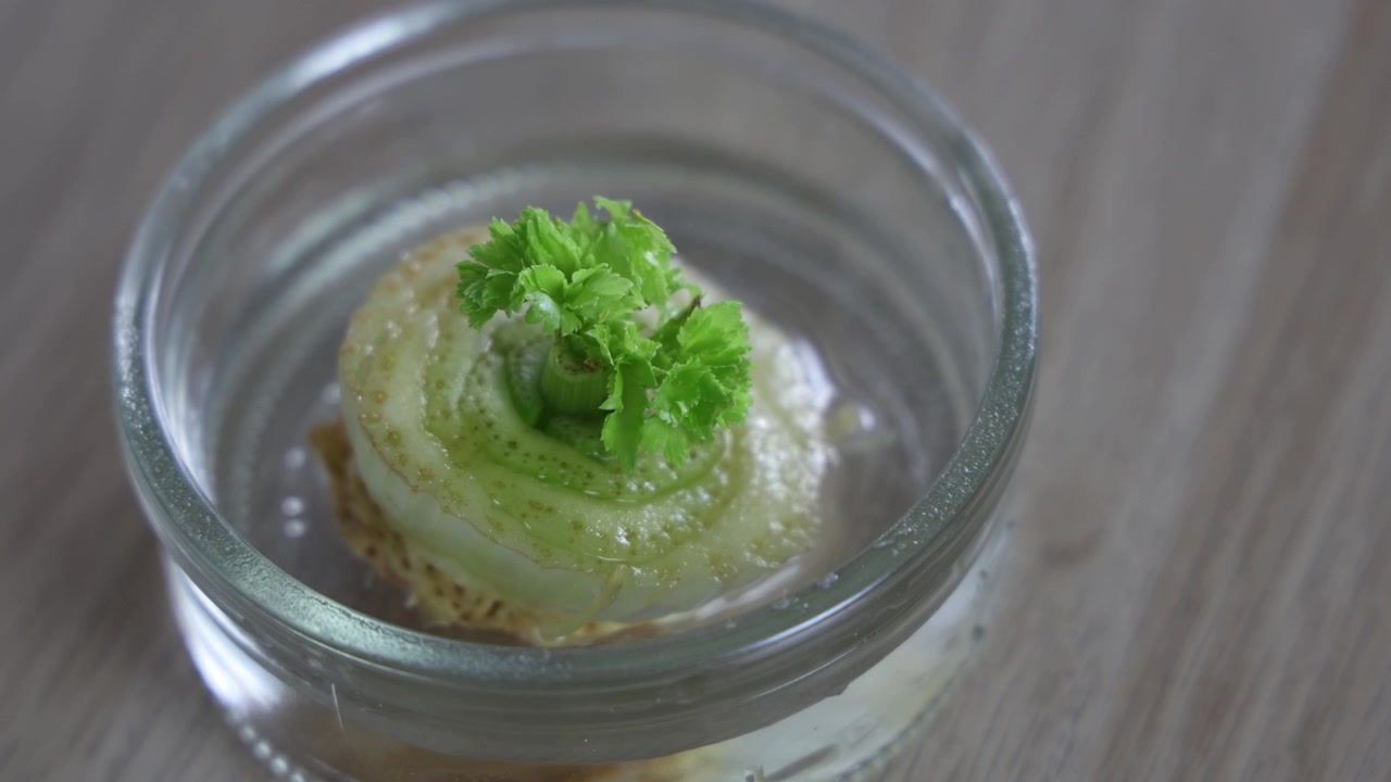 残り物から野菜を育てる、ガラス瓶で育つセロリ