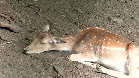 Triste-Ciervo-Solitario-Sentado-En-El-Suelo-En-El-Zoológico