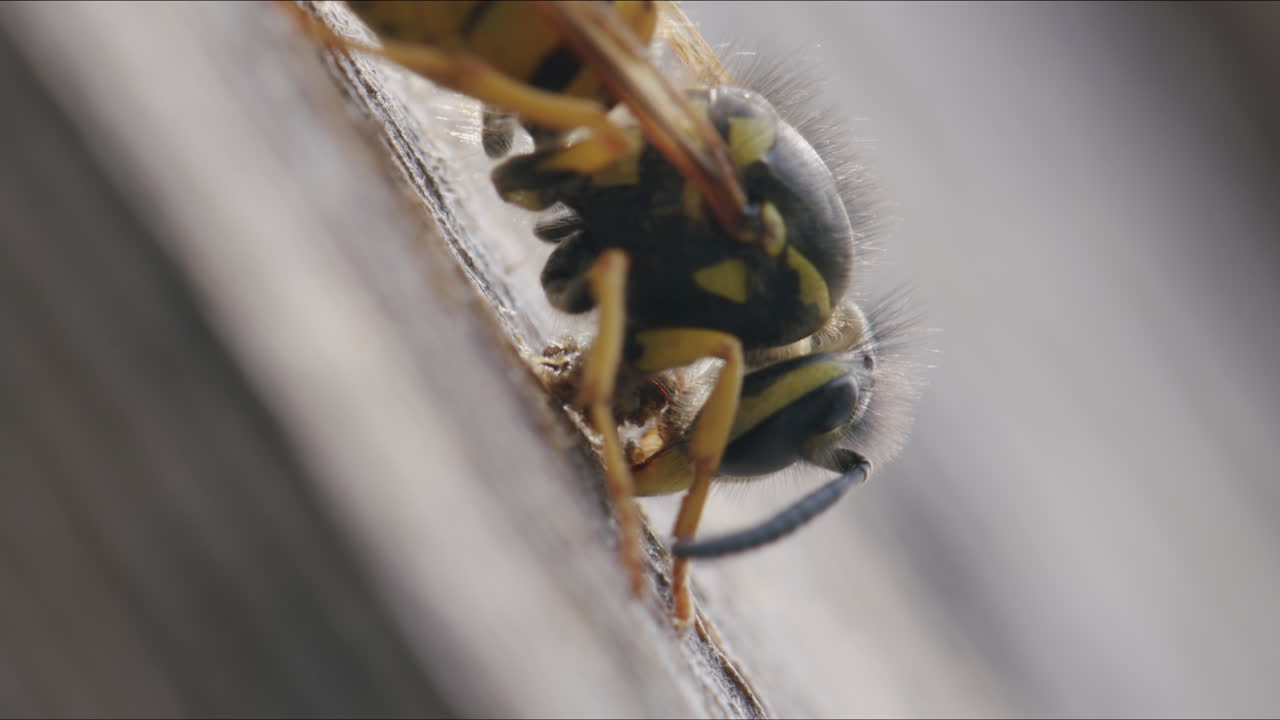 Wasp chews on wood on balcony, Vespula vulgaris collecting nesting material
