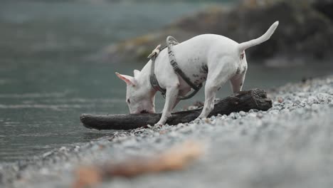 a young white terrier energetically plays with a big piece of wood on the pebble beach