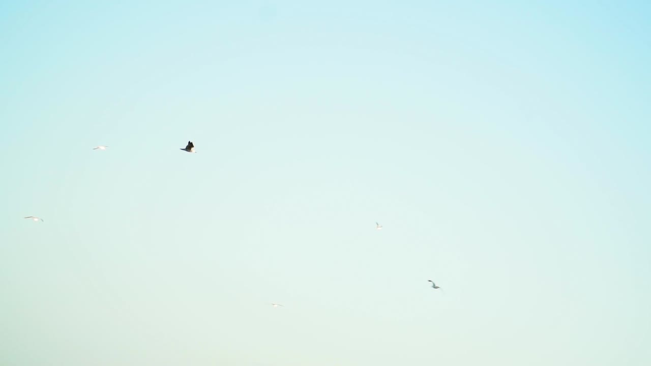 새 한 마리가 구름 한 점 없는 푸른 하늘에 우아하게 솟아오른다