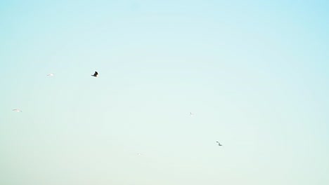 un pájaro vuela con gracia en un cielo azul sin nubes