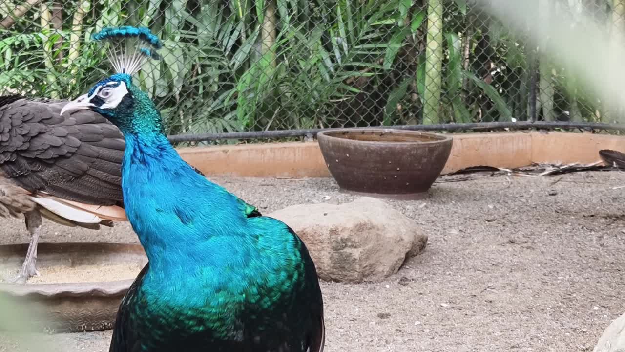 동물원 에 있는 파오크