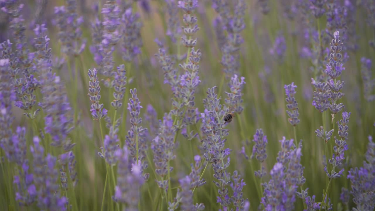 macro detalle de abejas en flores de campo de lavanda meciéndose en el viento en cuenca, españa, durante la hermosa puesta de sol con luz suave