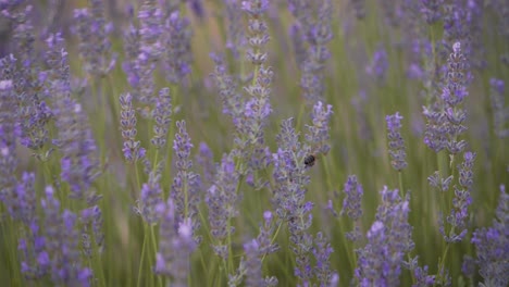 Macro-detail-shot-of-bees-in-Lavender-field-flowers-Swaying-in-the-wind-in-Cuenca,-Spain,-during-beautifull-sunset-with-soft-light