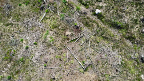 top view of fallen logs and broken branches remains from clear cut logging business