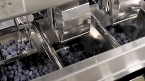 a blueberry processing and packaging plant