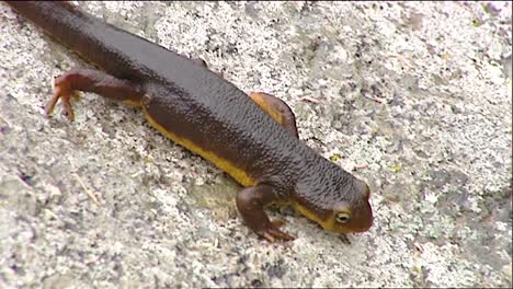 Ein-Rauhäutiger-Molchsalamander-In-Freier-Wildbahn-Walking