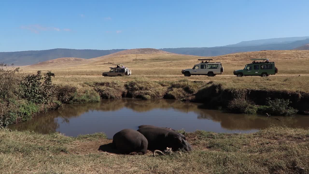 A slow motion clip of two Hippopotamus, Hippo or Hippopotamus amphibius resting alongside a small waterhole with Safari Vehicles driving past during migration season in the Ngorongoro crater Tanzania