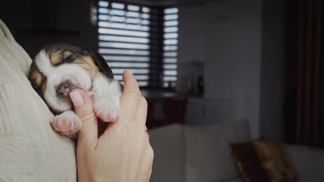 Süßer-Beagle-Welpe-In-Den-Händen-Der-Gastgeberin.-Ihr-Finger-Gleitet.