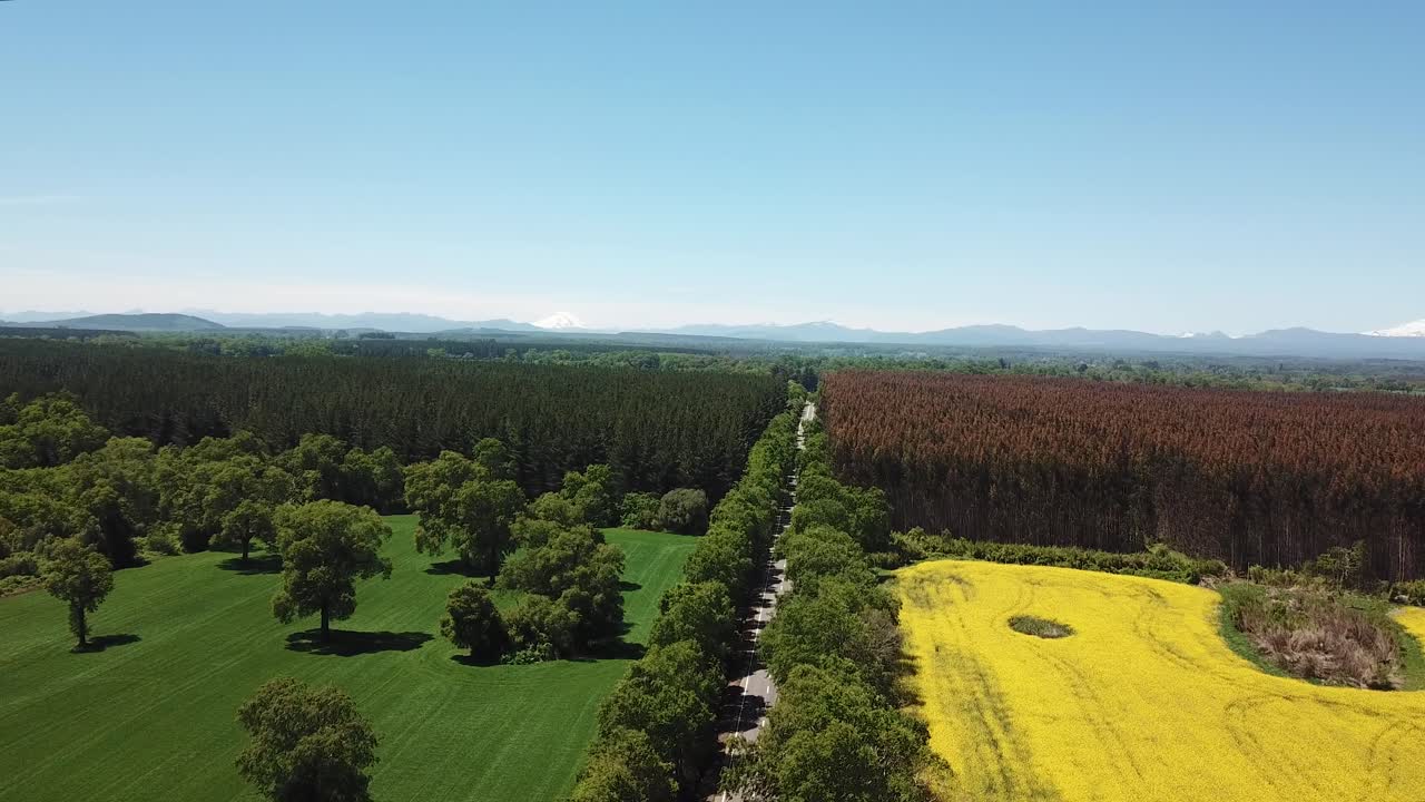 Aerial View of Chilean Countryside, Yellow Canola Oil Plantation and Green Meadow and Forest