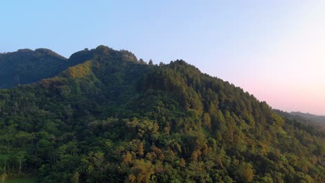 dense forest scenery under colorful sky, morning scene