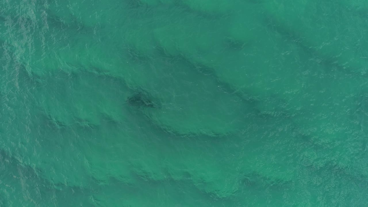 excelentes imágenes aéreas de tiburones.