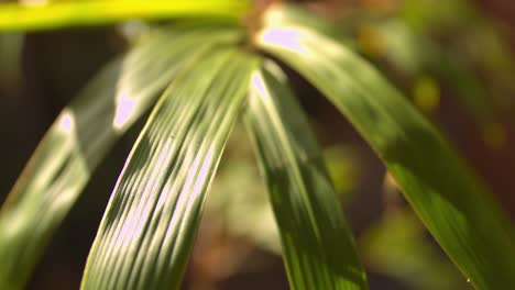 beautiful-bamboo-leaves-under-sunshine-slow-motion-shot