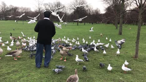 Toma-Estática-Del-Hombre-Alimentando-Pájaros-En-Hyde-Park,-Londres