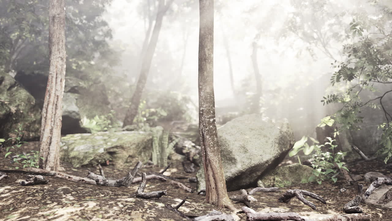 안개 숲의 장면