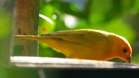 a south american saffron finch eating seed of a bird stand