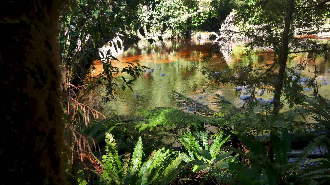 toma panorámica lenta del arroyo de color marrón durante la luz del sol en la jungla de nueva zelanda