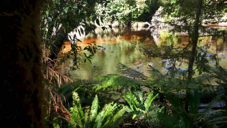 toma panorámica lenta del arroyo de color marrón durante la luz del sol en la jungla de nueva zelanda