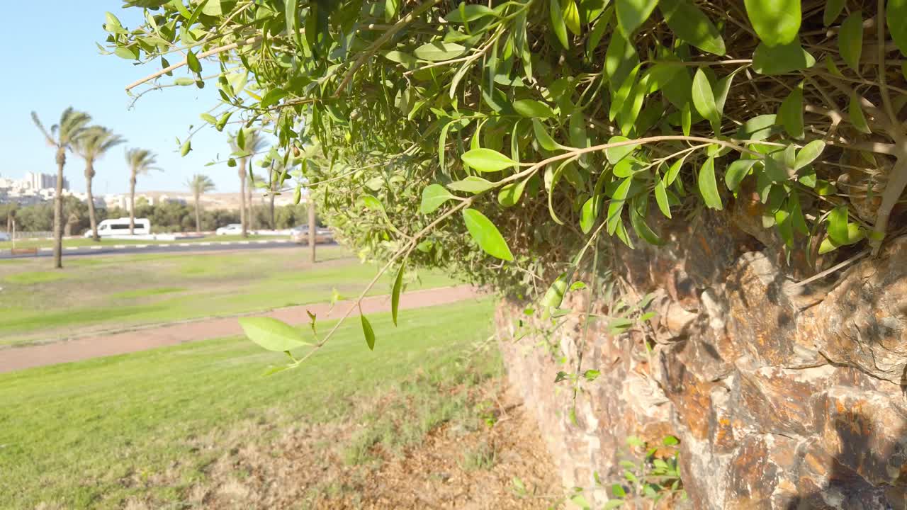 A wall covered in green leaves and a tree in the background