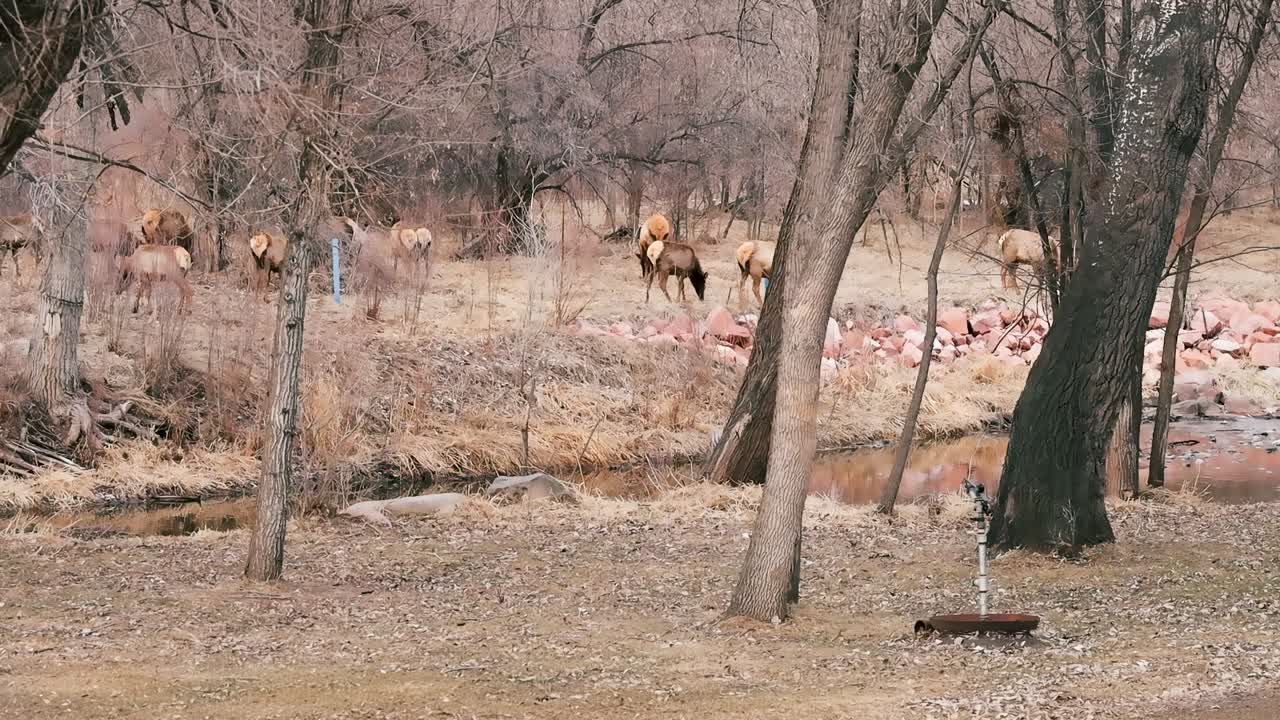 A herd of elk hide in the forest near a stream in Colorado.