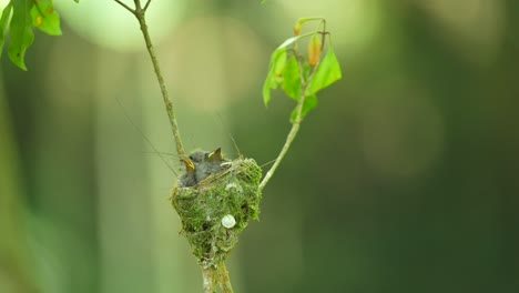 Three-Black-naped-monarch-chicks-are-waiting-for-their-parents-in-the-nest