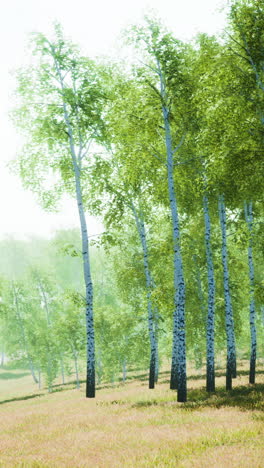 bosque de abedul a la luz del sol por la mañana