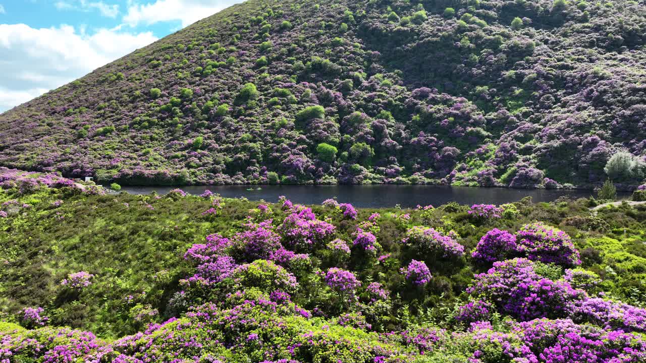irlanda lugares épicos dron volando bajo y lento sobre el bosque de rododendros a la orilla del lago con la gente sentada en la orilla