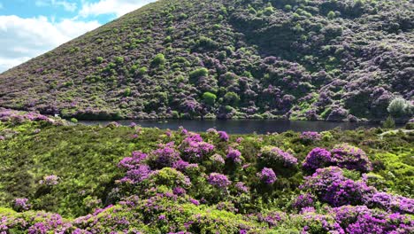 irlanda lugares épicos dron volando bajo y lento sobre el bosque de rododendros a la orilla del lago con la gente sentada en la orilla