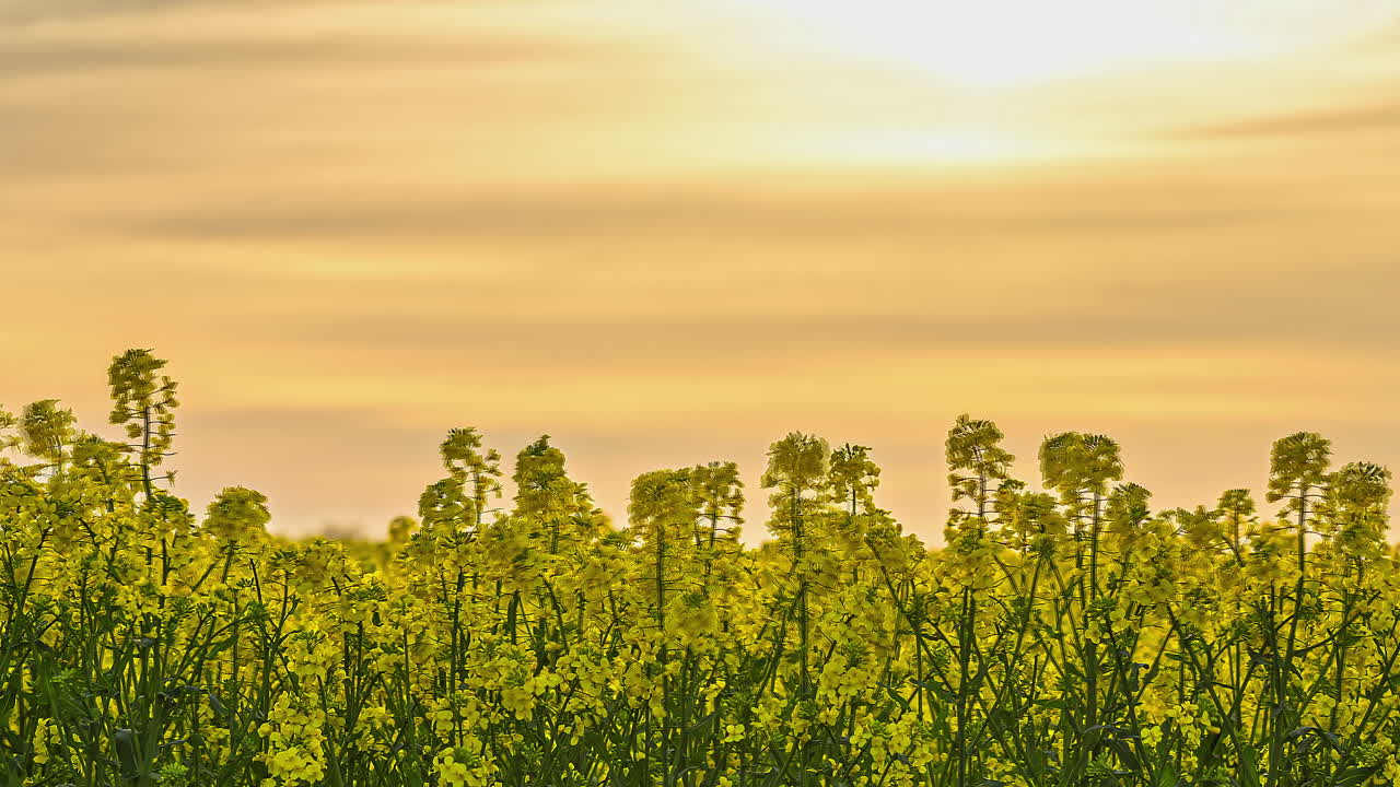 흐린 노란색 일몰에 종자 식물의 시간 경과