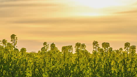 Lapso-De-Tiempo-De-La-Planta-De-Semillas-Oleaginosas-En-Un-Atardecer-Amarillo-Nublado