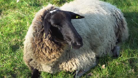 a sheep is lying on the ground