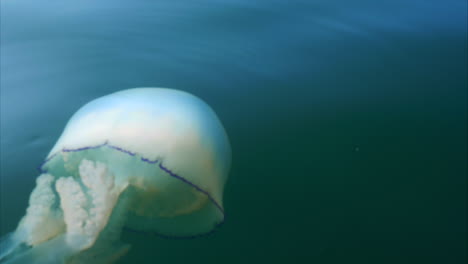 barrel jellyfish floating offshore in cornish tranquil coastal waters