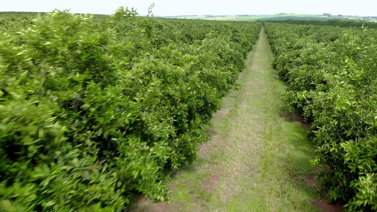 campo de naranjos. hermosos campos de naranjos en el campo brasileño