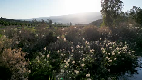 verde latigazo durante el invierno- el río jordan- bautizo yardenit sitio cristiano sagrado- turismo religioso- norte de israel