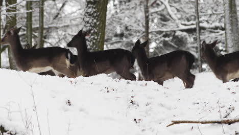 Stag-leading-a-fallow-deer-herd-through-a-winter-forest-in-the-snow