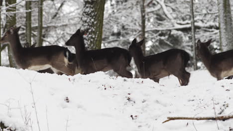 stag leading a fallow deer herd through a winter forest in the snow