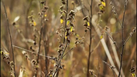 dried plants in a field