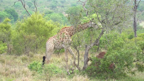 a giraffe strips leaves off dense acacia trees, kruger, south africa giraffa camelopardalis giraffa