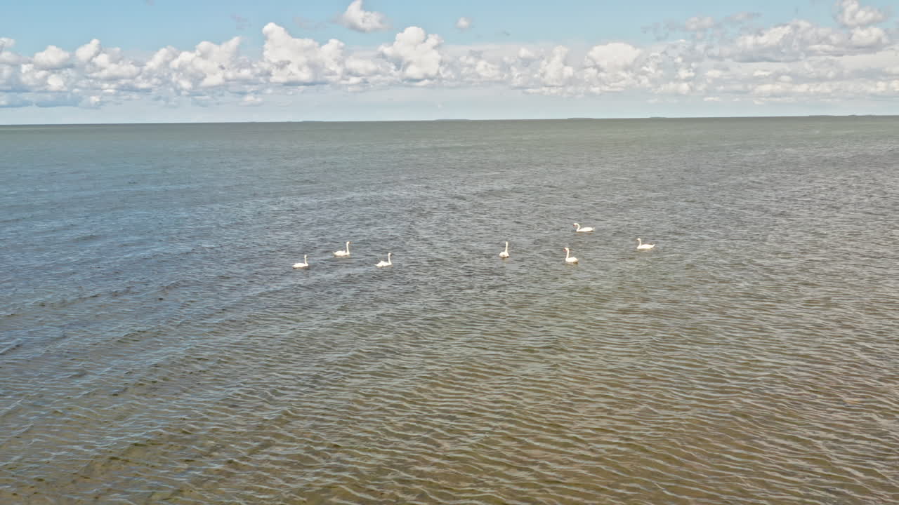 cisnes nadando en un mar agitado