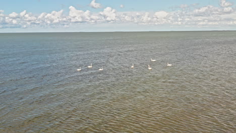 cisnes nadando en un mar agitado