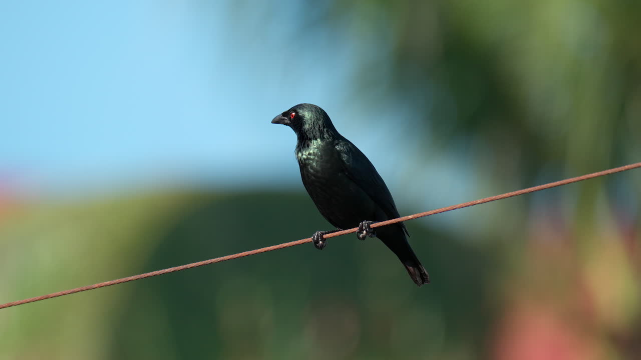 взрослая азиатская блестящая птица скворец сидит на проводе или кабеле на фоне зеленых размытых пальм