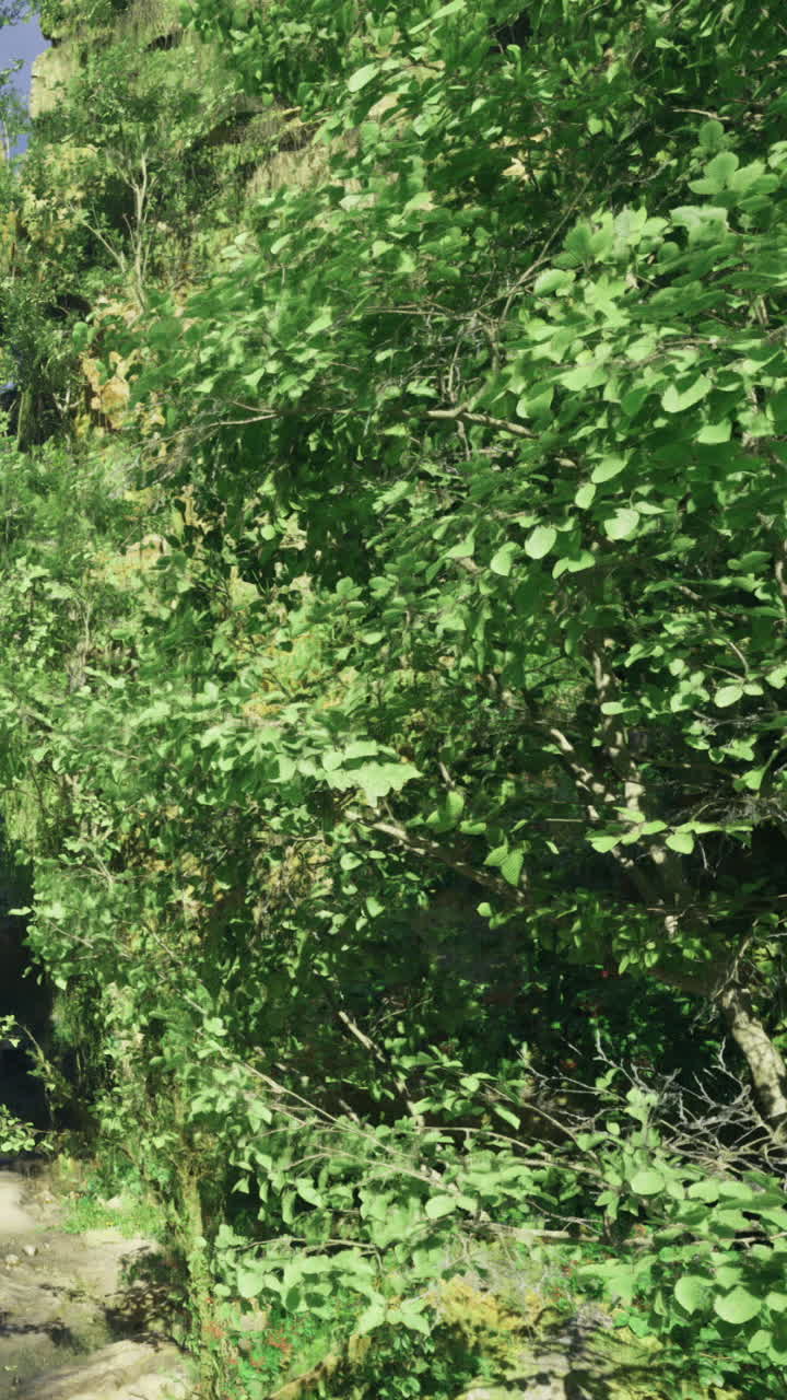 Esplorazione di un sentiero verde nel bosco durante una giornata di sole nella natura.