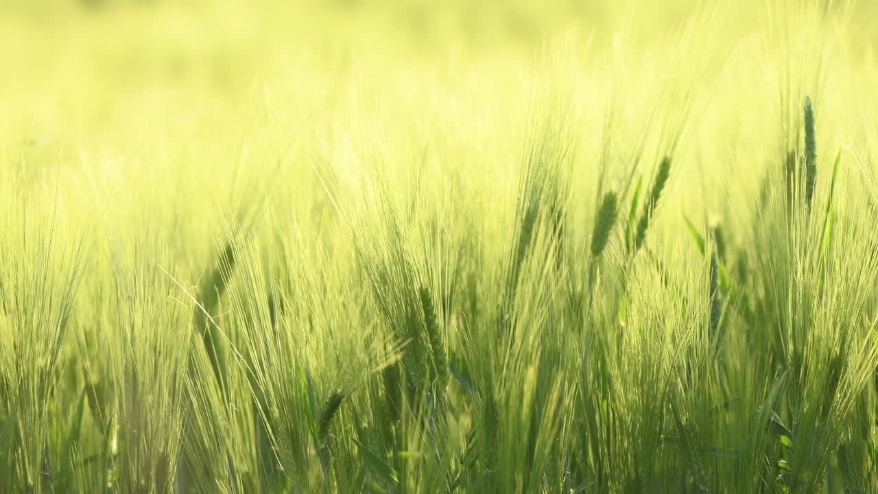 Spighe verdi di orzo acerbo su una piantagione al tramonto estivo